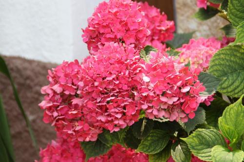 animali-agriturismoI